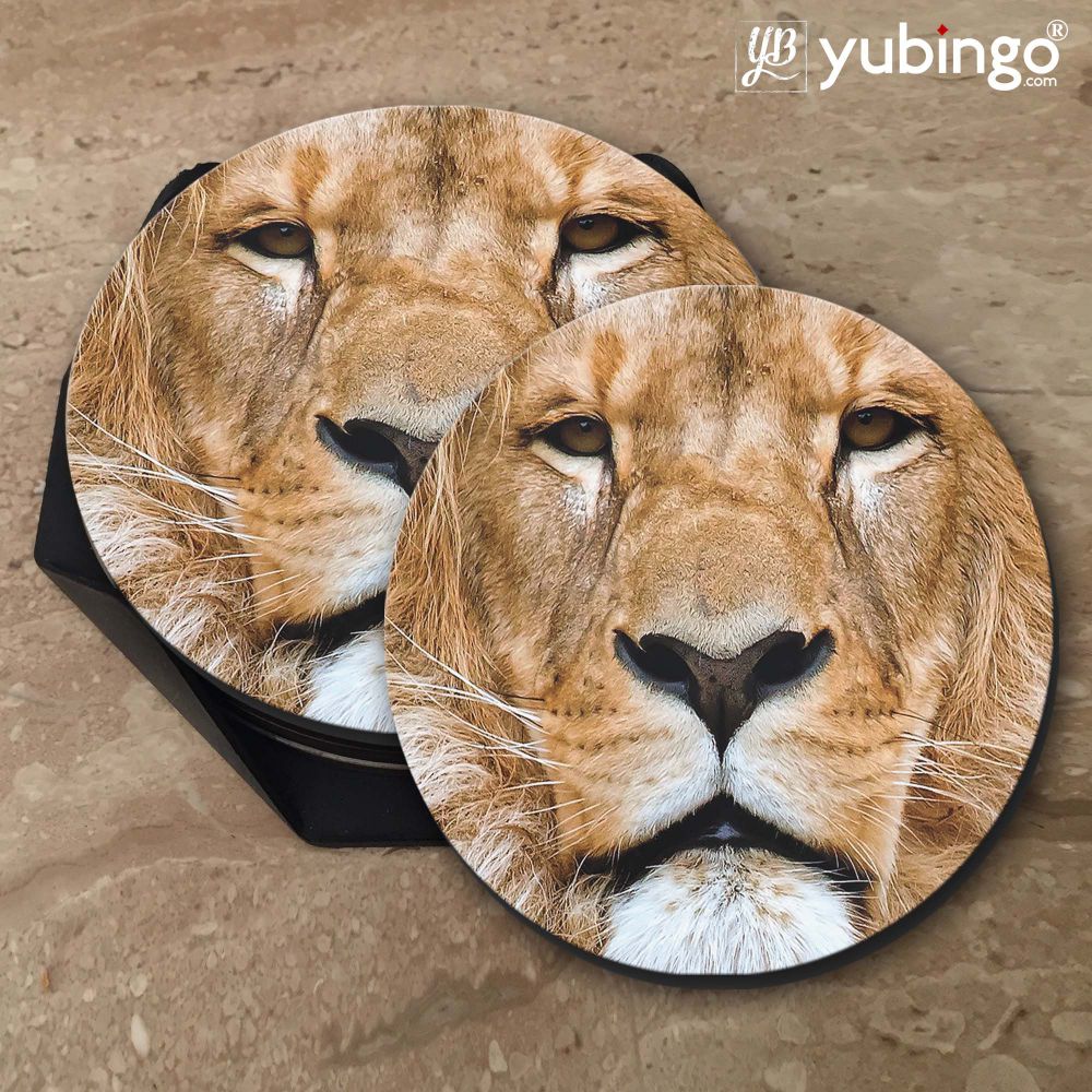 Portrait of Lion Coasters-Image5